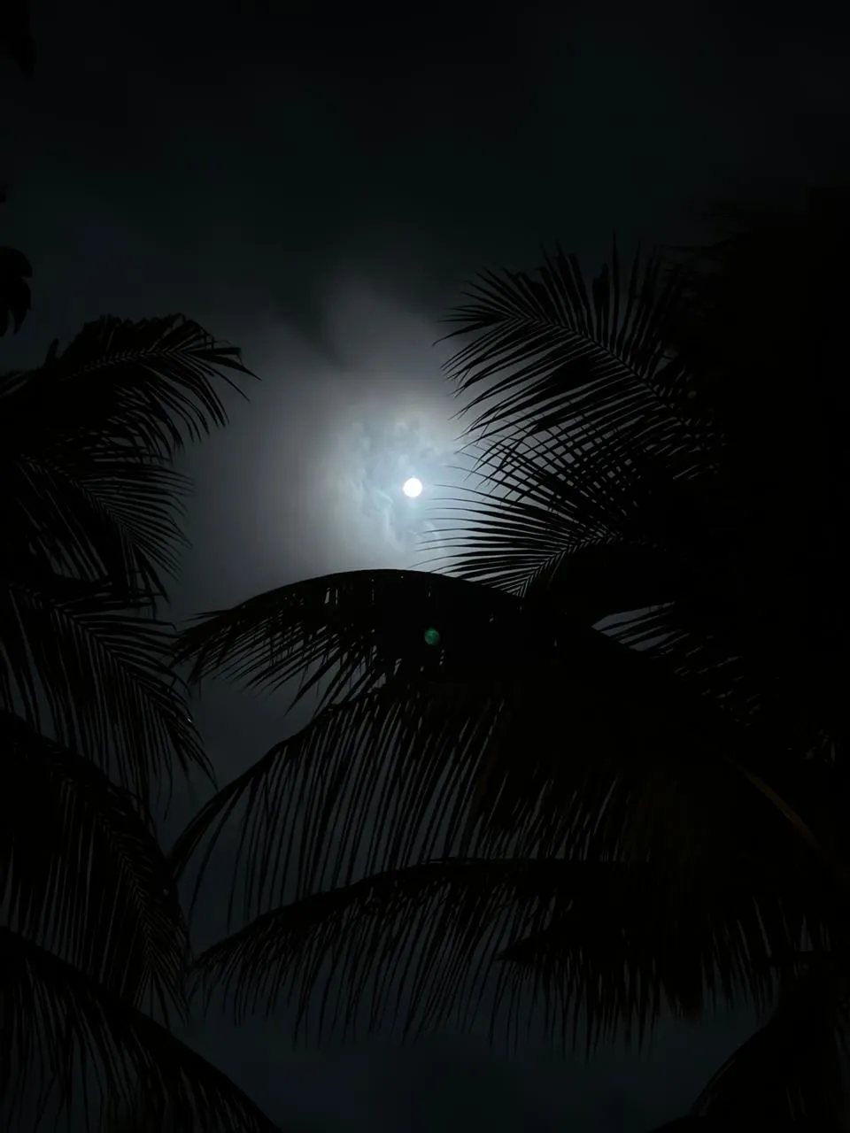 A bright moon in a hazy night sky, seen through dark palm fronds
